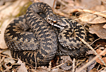 BB 08 0057 / Vipera berus / Hoggorm